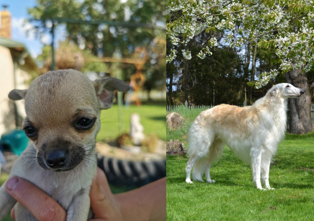 Russian Hound vs Chihuahua - Breed Comparison