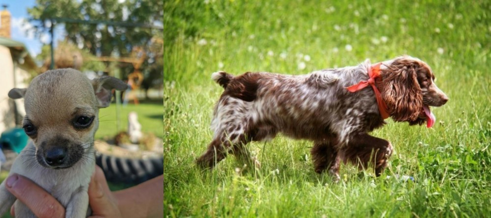 Russian Spaniel vs Chihuahua - Breed Comparison
