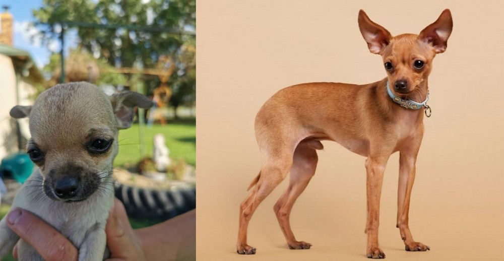 Russian Toy Terrier vs Chihuahua - Breed Comparison
