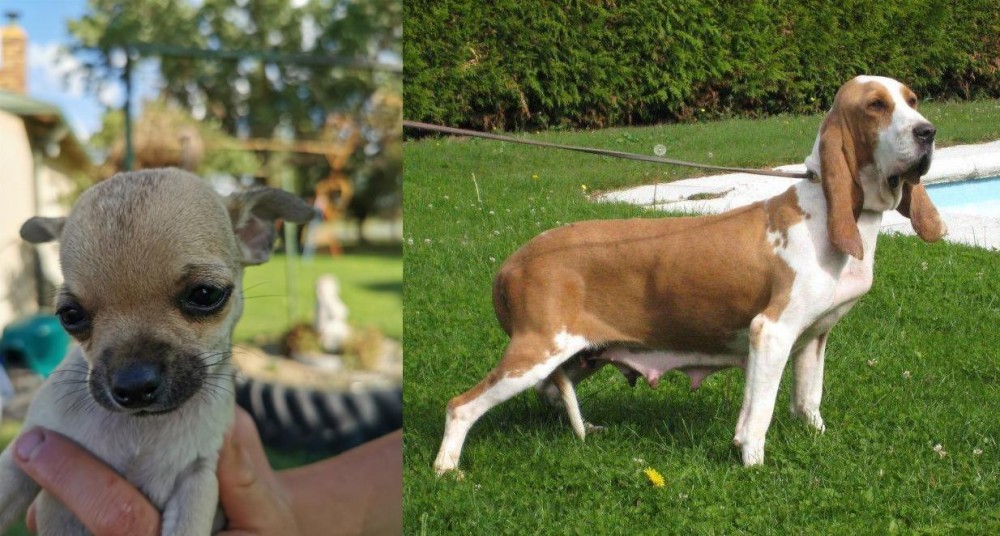 Sabueso Espanol vs Chihuahua - Breed Comparison