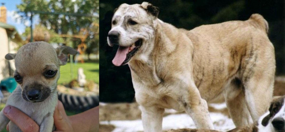 Sage Koochee vs Chihuahua - Breed Comparison