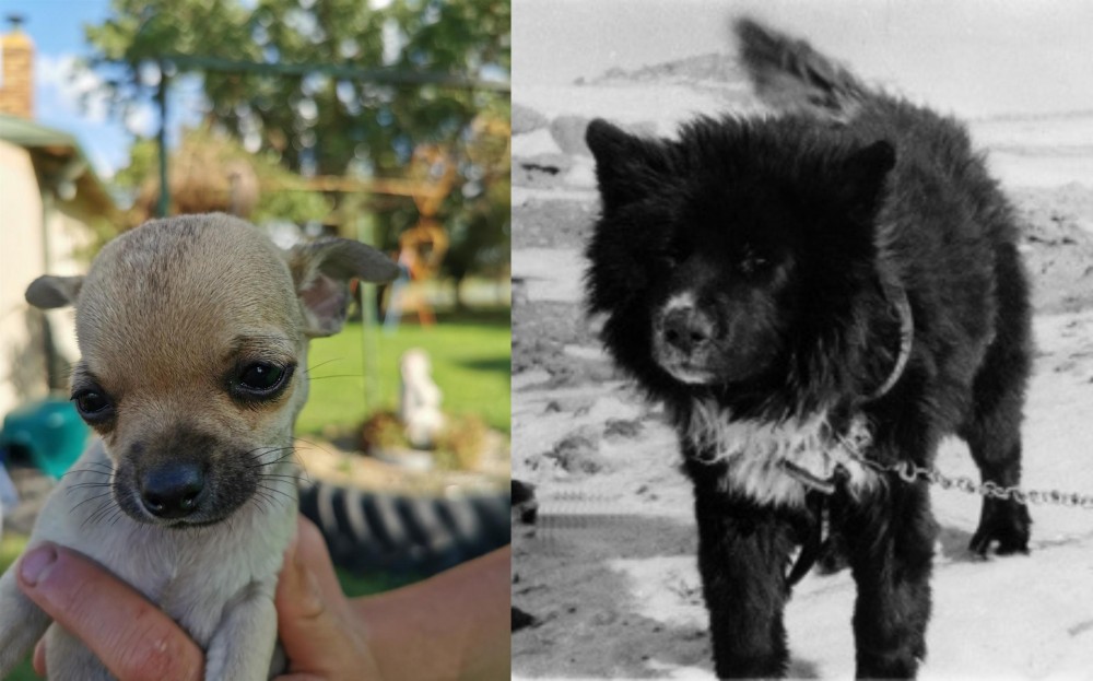 Sakhalin Husky vs Chihuahua - Breed Comparison