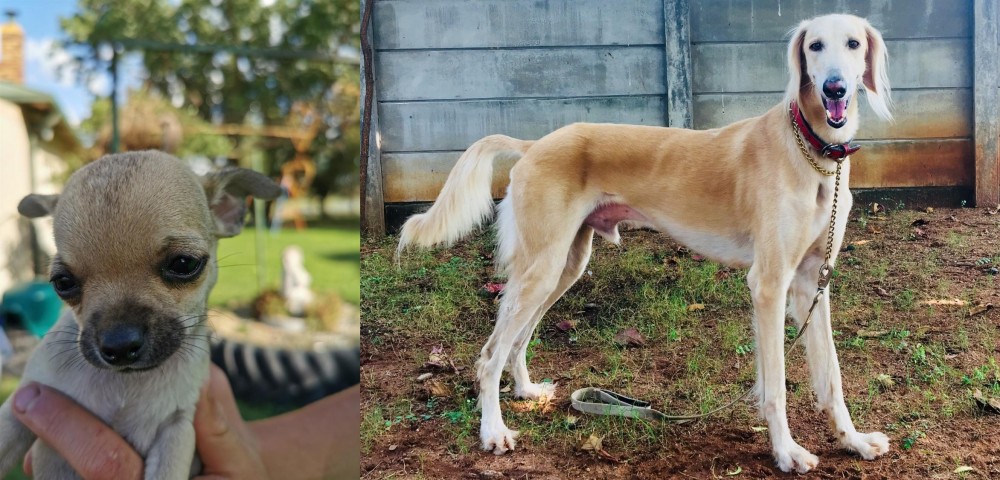 Saluki vs Chihuahua - Breed Comparison