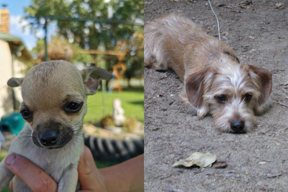 Schweenie vs Chihuahua - Breed Comparison