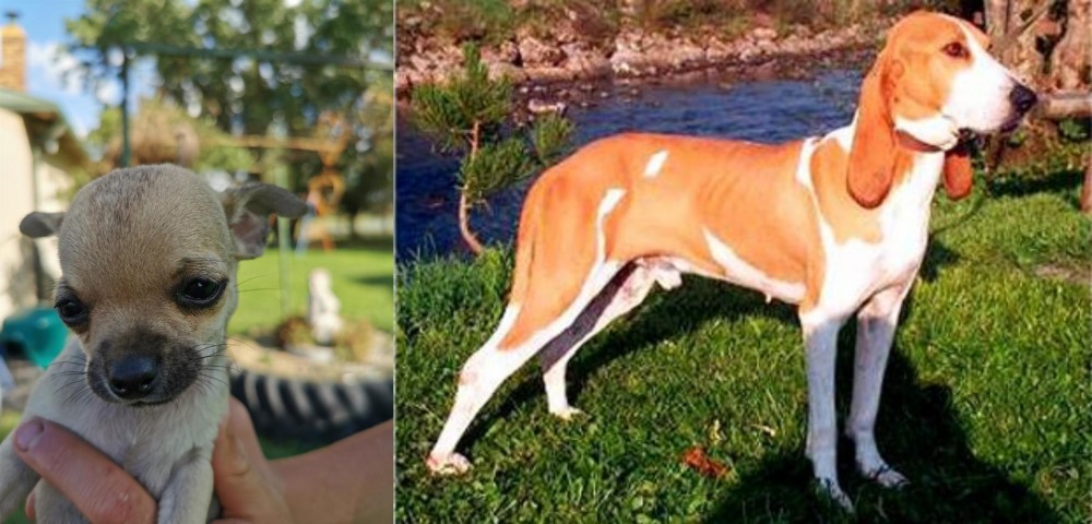 Schweizer Laufhund vs Chihuahua - Breed Comparison