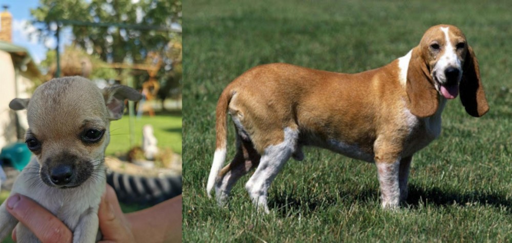 Schweizer Niederlaufhund vs Chihuahua - Breed Comparison