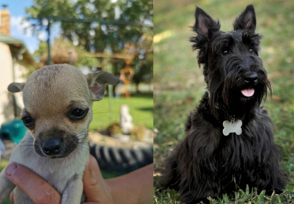 Scoland Terrier vs Chihuahua - Breed Comparison