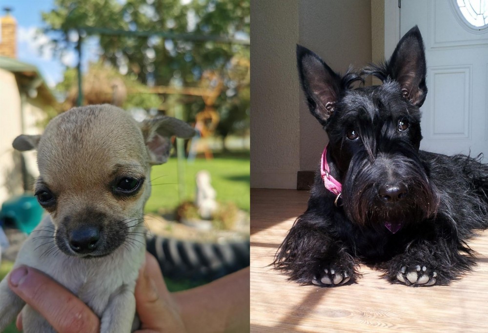 Scottish Terrier vs Chihuahua - Breed Comparison
