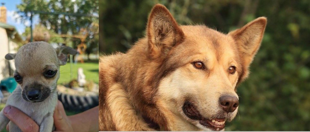 Seppala Siberian Sleddog vs Chihuahua - Breed Comparison