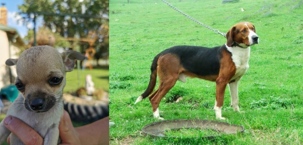 Serbian Tricolour Hound vs Chihuahua - Breed Comparison