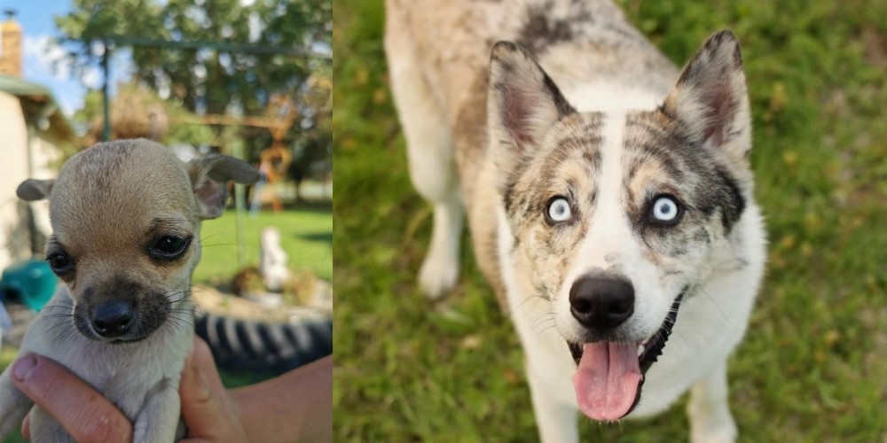 Shepherd Husky vs Chihuahua - Breed Comparison