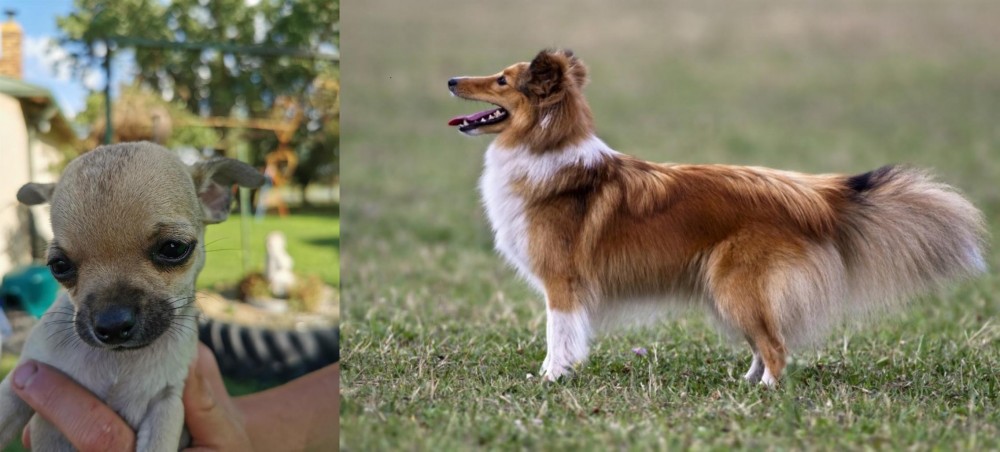Shetland Sheepdog vs Chihuahua - Breed Comparison