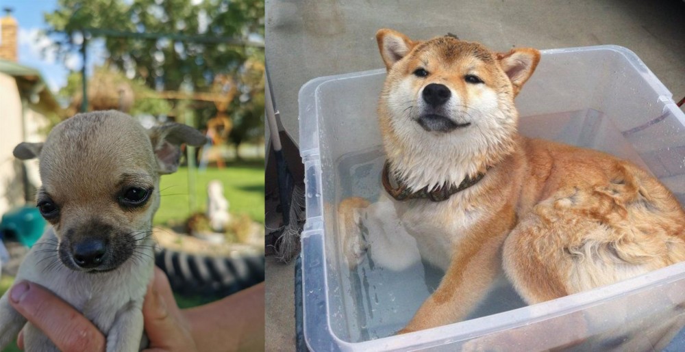 Shiba Inu vs Chihuahua - Breed Comparison