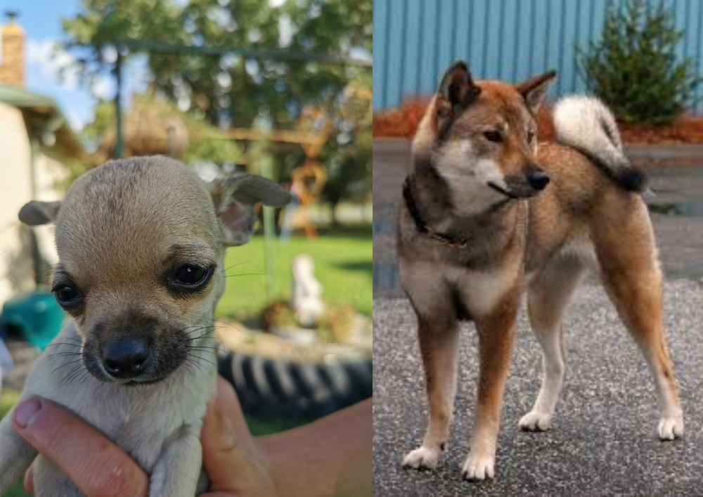 Shikoku vs Chihuahua - Breed Comparison