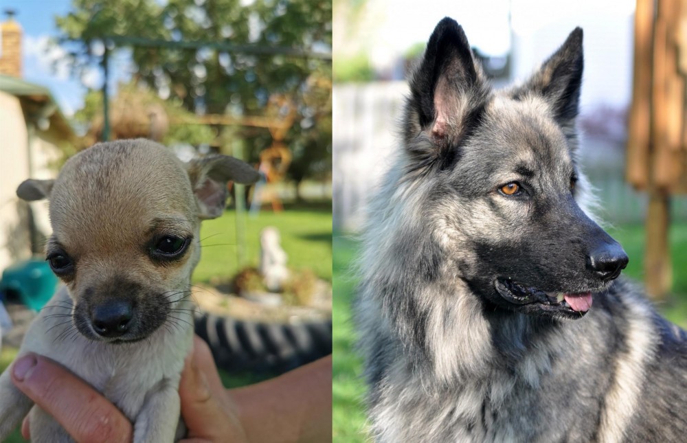 Shiloh Shepherd vs Chihuahua - Breed Comparison