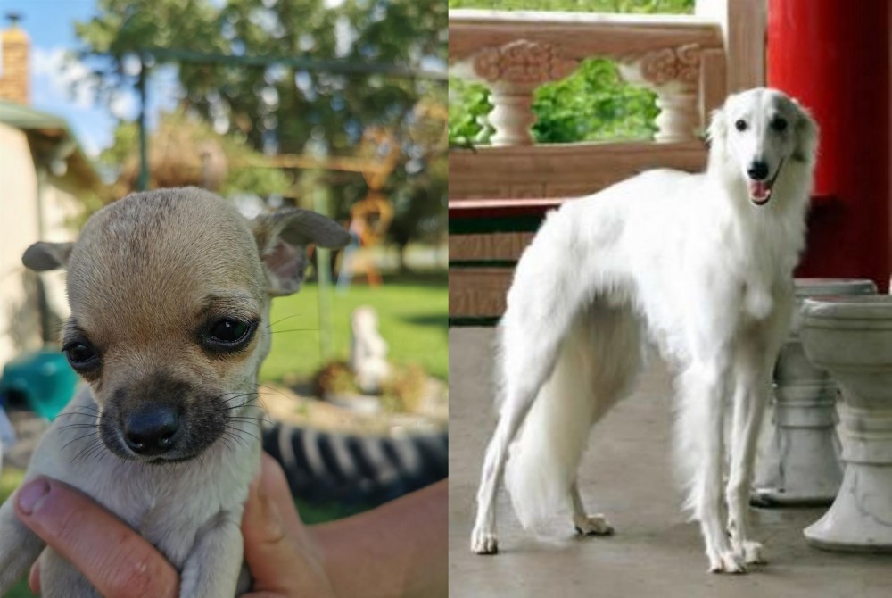 Silken Windhound vs Chihuahua - Breed Comparison