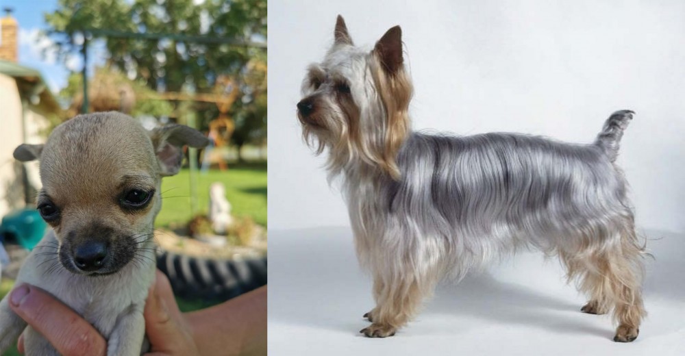 Silky Terrier vs Chihuahua - Breed Comparison