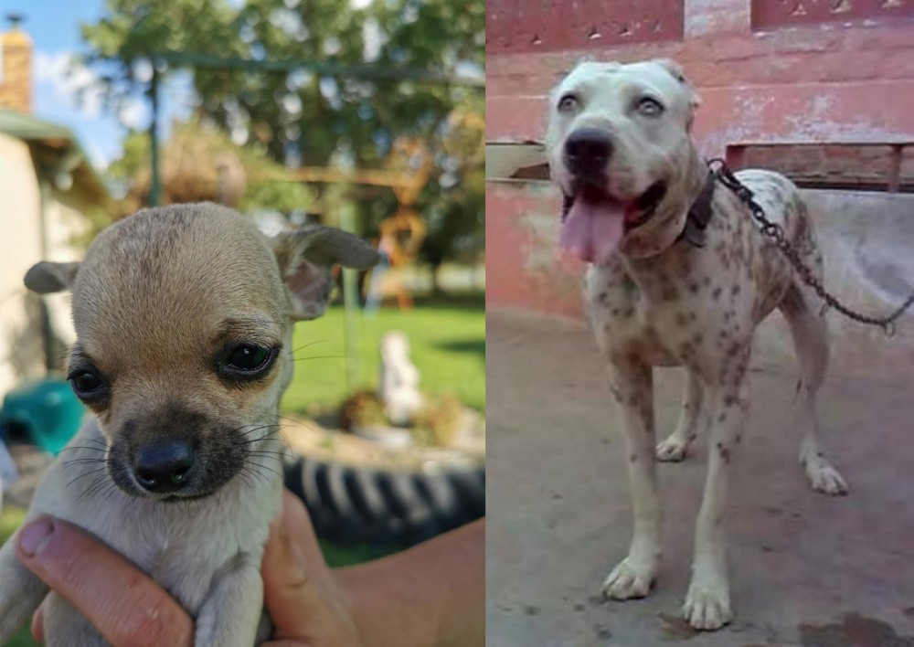 Sindh Mastiff vs Chihuahua - Breed Comparison