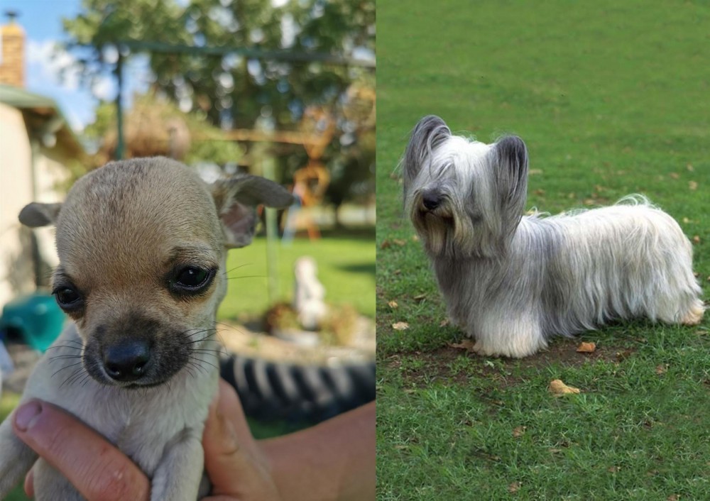 Skye Terrier vs Chihuahua - Breed Comparison