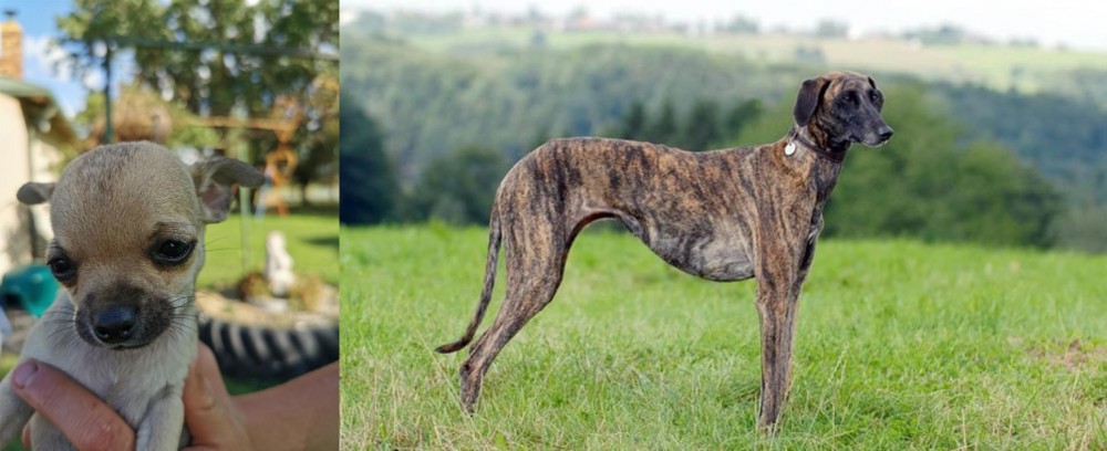 Sloughi vs Chihuahua - Breed Comparison
