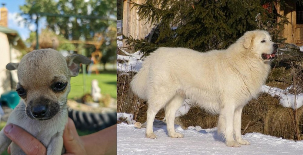 Slovak Cuvac vs Chihuahua - Breed Comparison