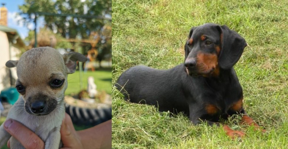 Slovakian Hound vs Chihuahua - Breed Comparison