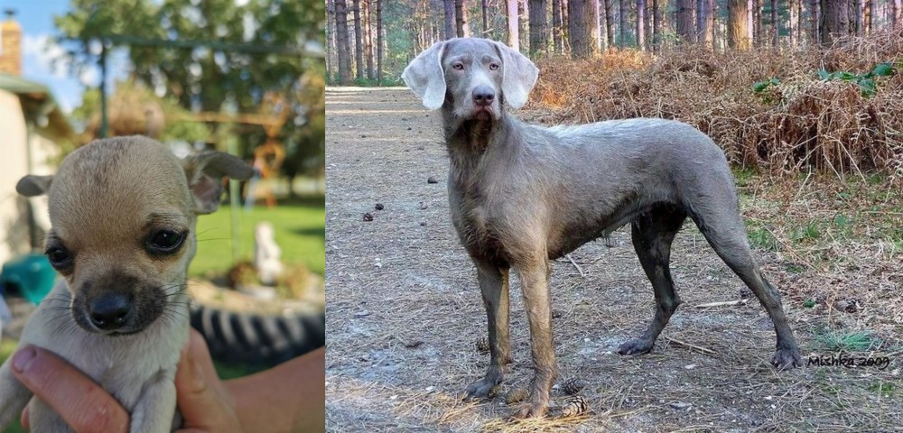Slovensky Hrubosrsty Stavac vs Chihuahua - Breed Comparison