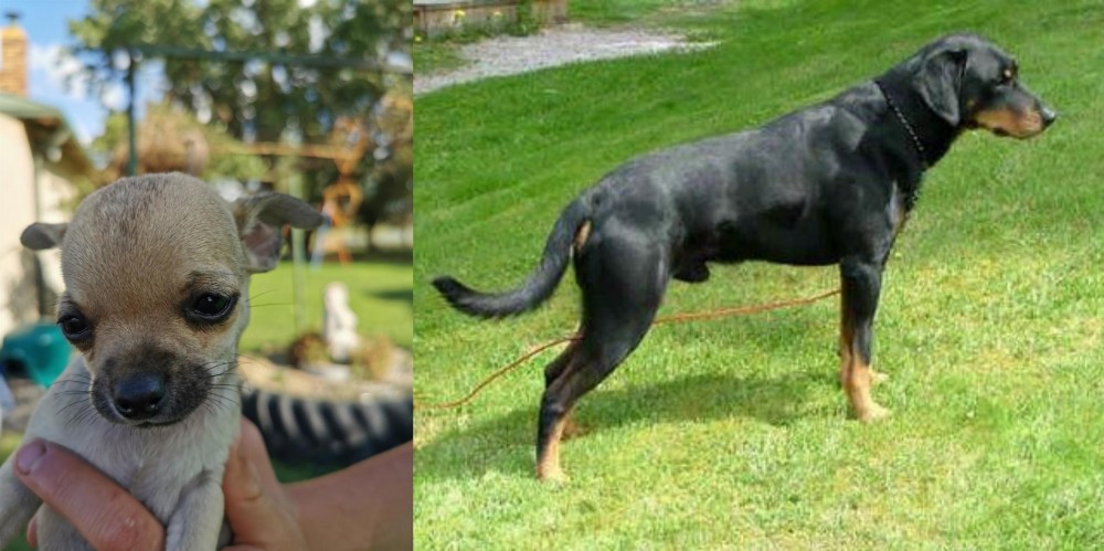 Smalandsstovare vs Chihuahua - Breed Comparison