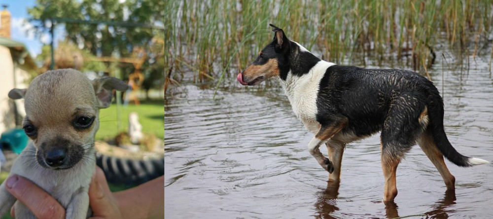 Smooth Collie vs Chihuahua - Breed Comparison
