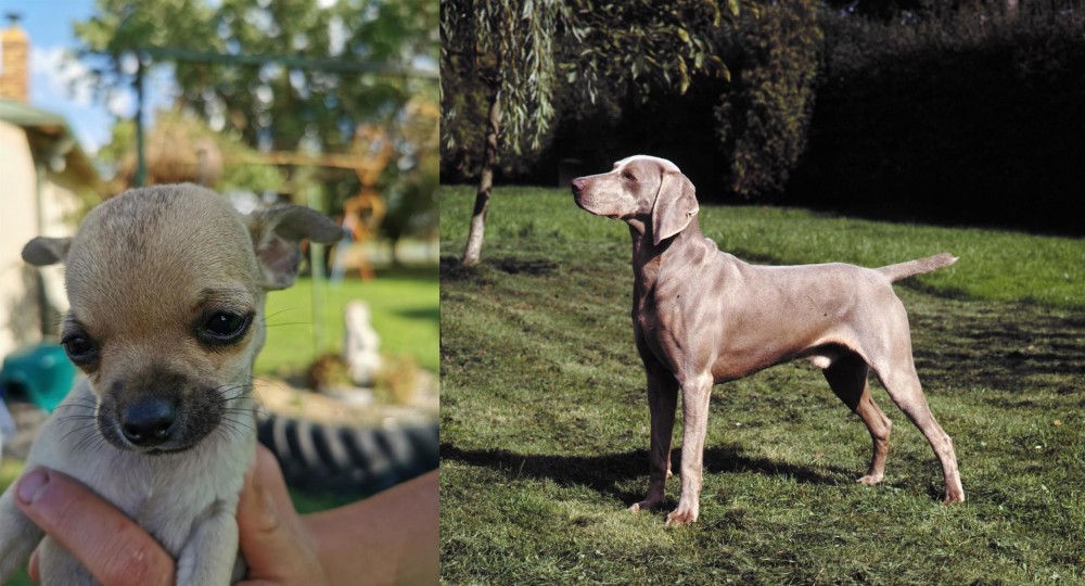 Smooth Haired Weimaraner vs Chihuahua - Breed Comparison