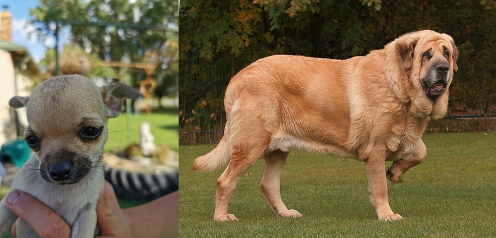 Spanish Mastiff vs Chihuahua - Breed Comparison