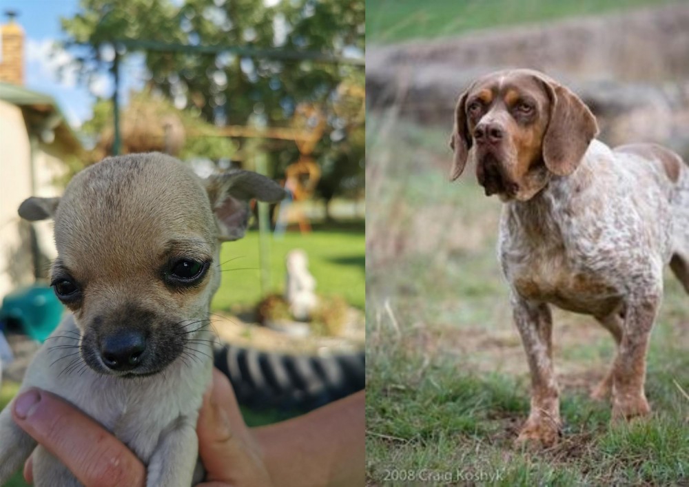 Spanish Pointer vs Chihuahua - Breed Comparison