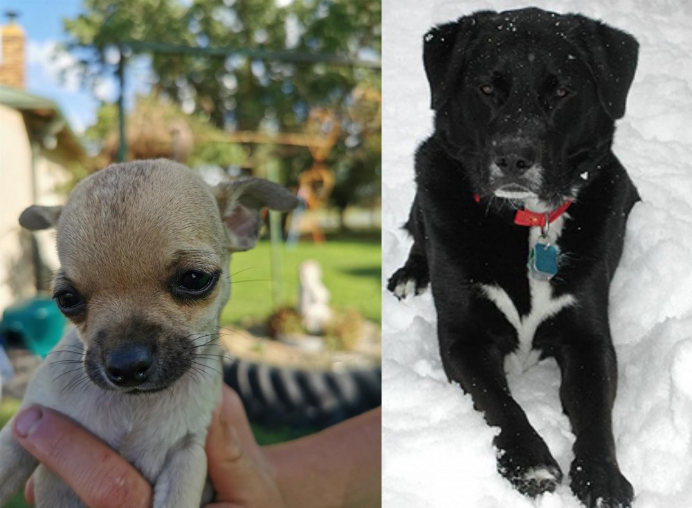 St. John's Water Dog vs Chihuahua - Breed Comparison