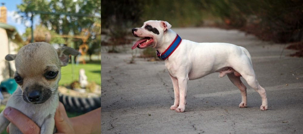 Staffordshire Bull Terrier vs Chihuahua - Breed Comparison
