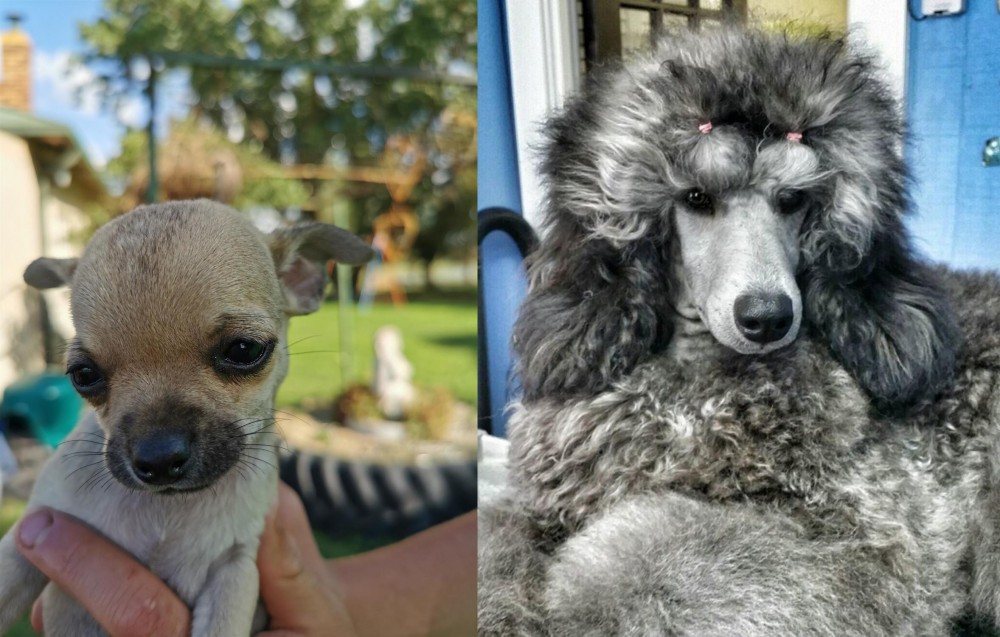 Standard Poodle vs Chihuahua - Breed Comparison