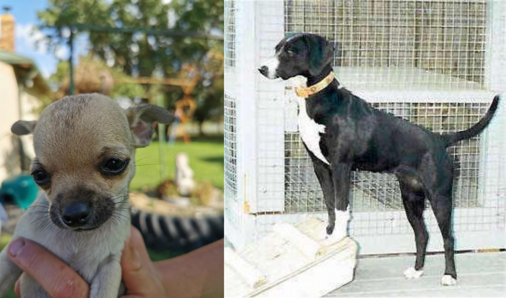 Stephens Stock vs Chihuahua - Breed Comparison