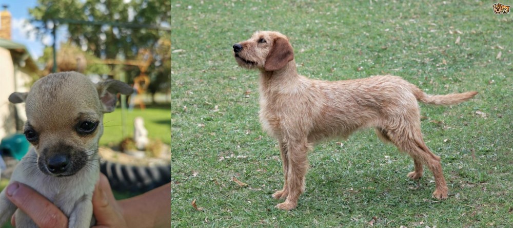 Styrian Coarse Haired Hound vs Chihuahua - Breed Comparison