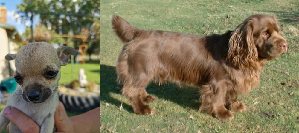 Sussex Spaniel vs Chihuahua - Breed Comparison