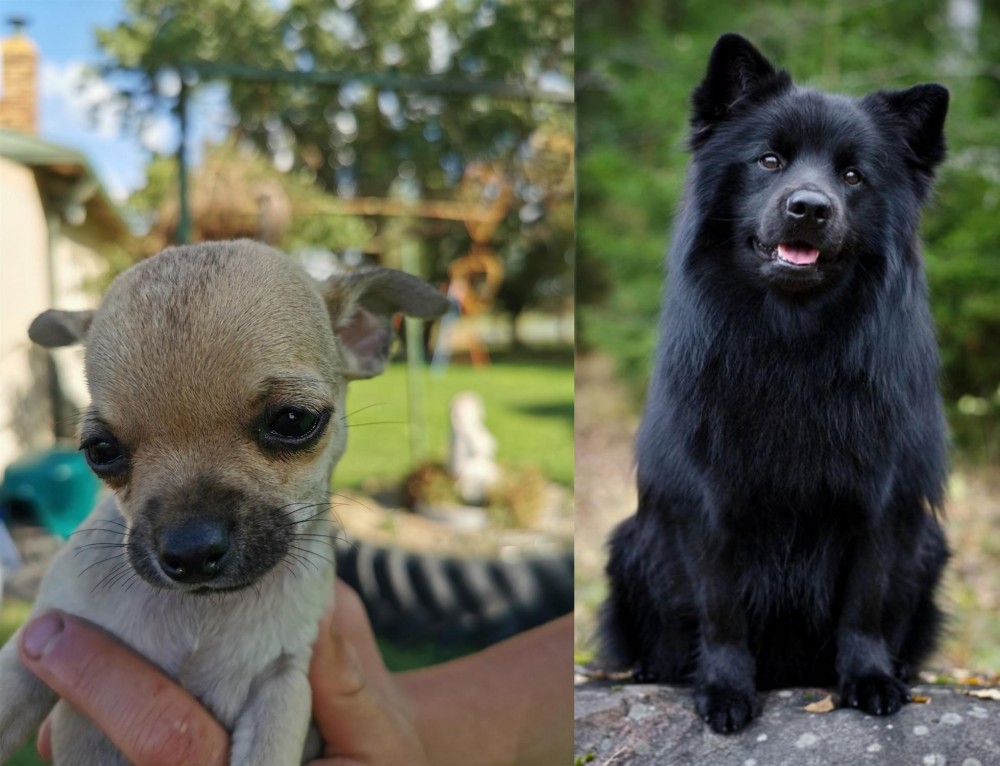 Swedish Lapphund vs Chihuahua - Breed Comparison