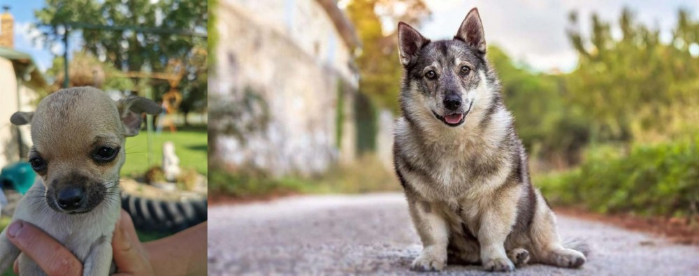 Swedish Vallhund vs Chihuahua - Breed Comparison