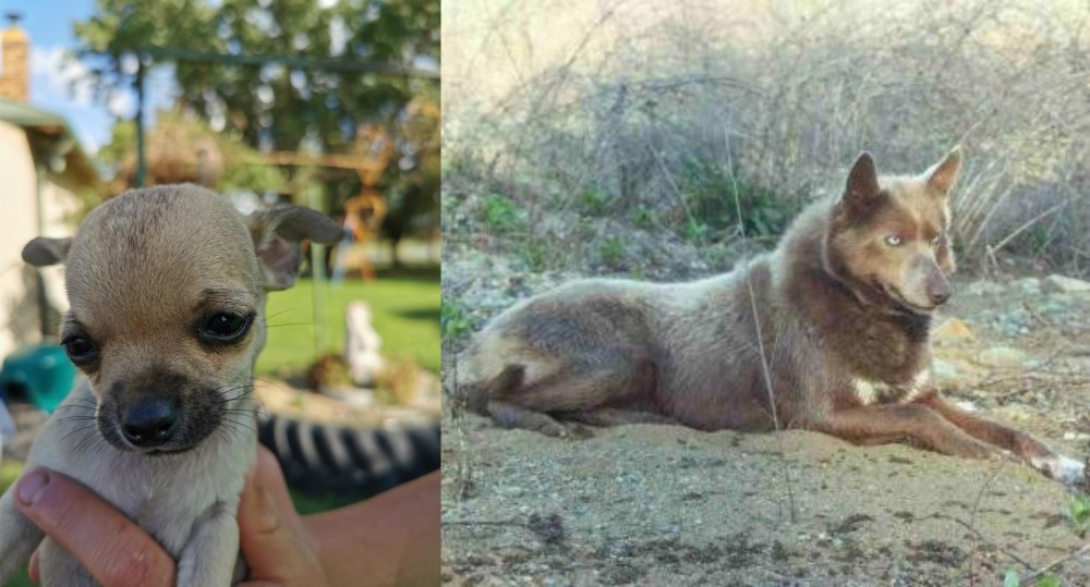 Tahltan Bear Dog vs Chihuahua - Breed Comparison