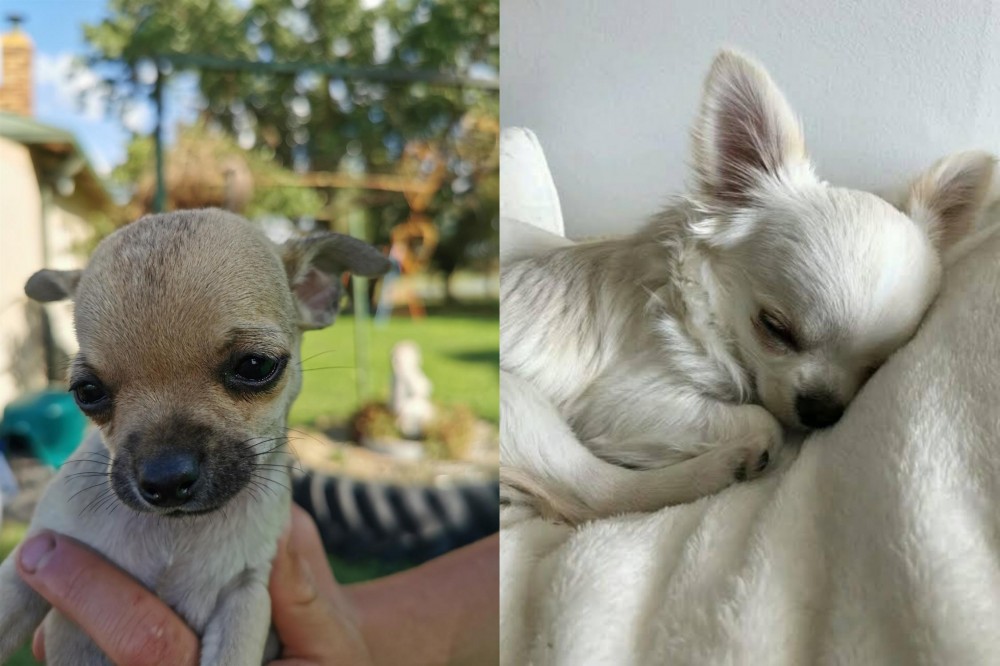 Tea Cup Chihuahua vs Chihuahua - Breed Comparison