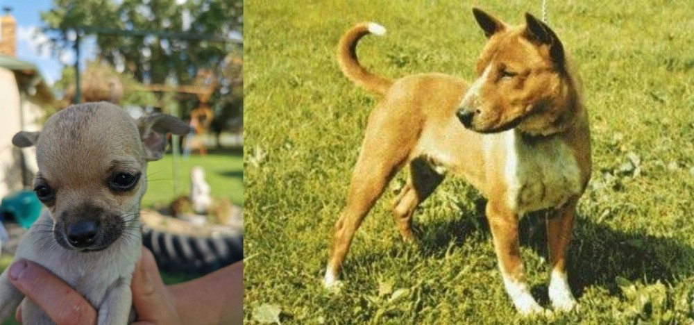 Telomian vs Chihuahua - Breed Comparison