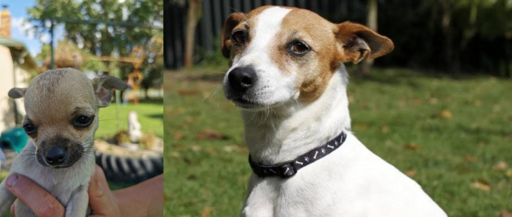 Tenterfield Terrier vs Chihuahua - Breed Comparison