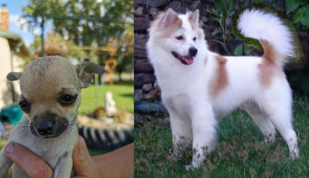 Thai Bangkaew vs Chihuahua - Breed Comparison