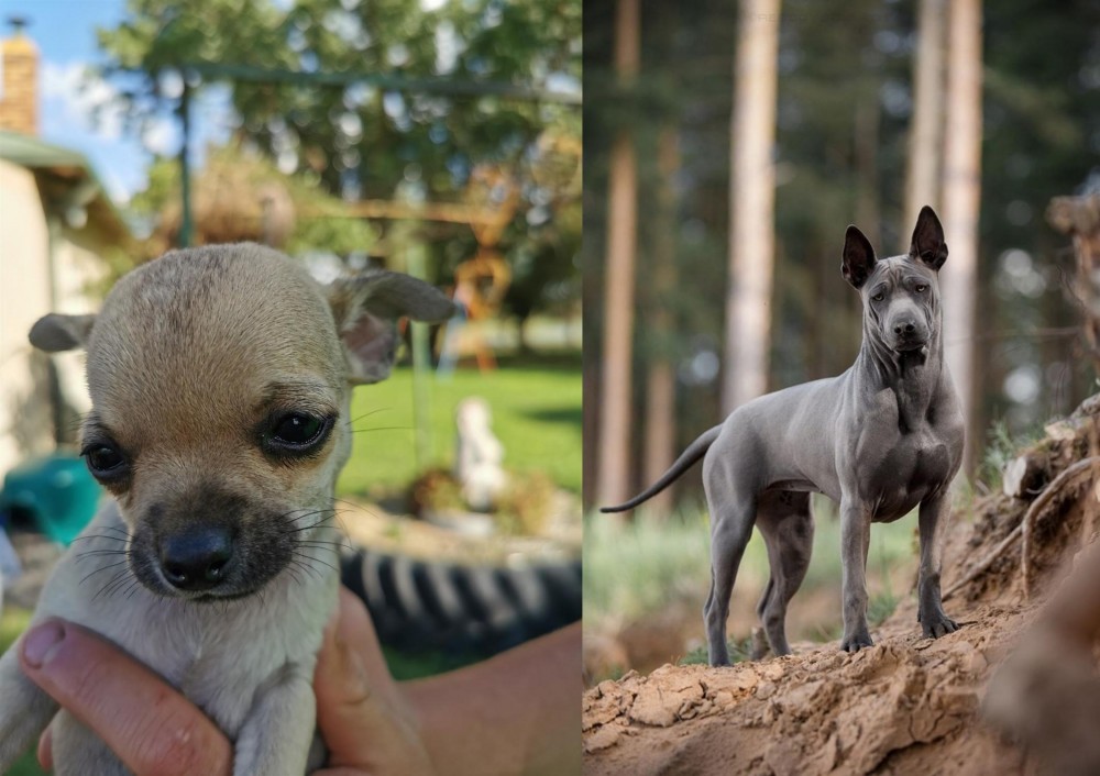 Thai Ridgeback vs Chihuahua - Breed Comparison