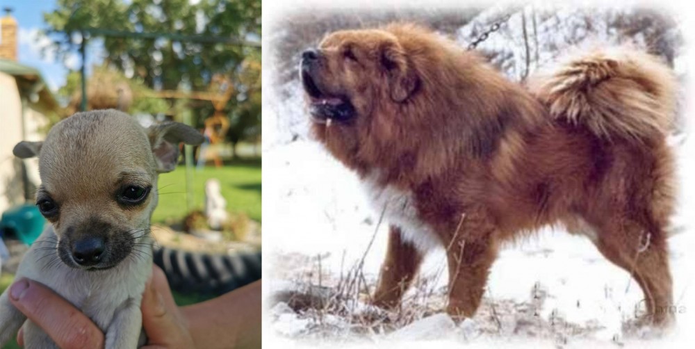 Tibetan Kyi Apso vs Chihuahua - Breed Comparison
