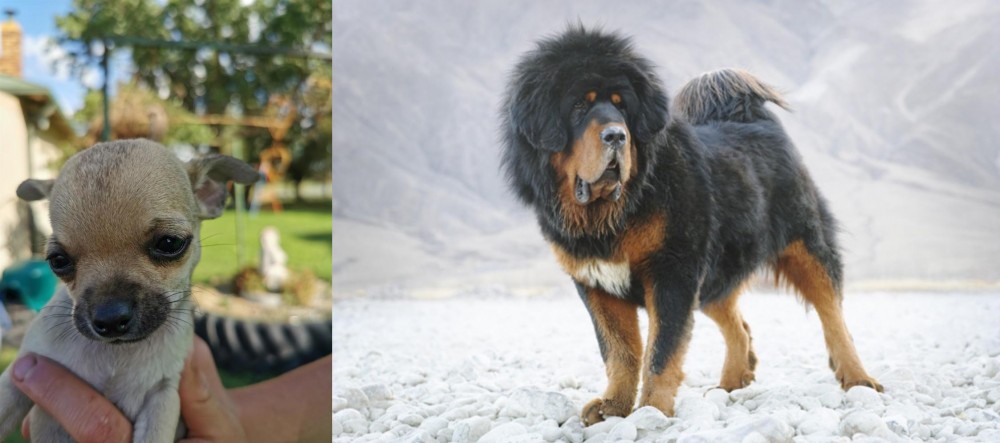 Tibetan Mastiff vs Chihuahua - Breed Comparison