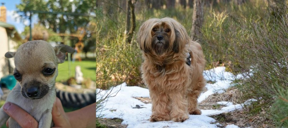 Tibetan Terrier vs Chihuahua - Breed Comparison