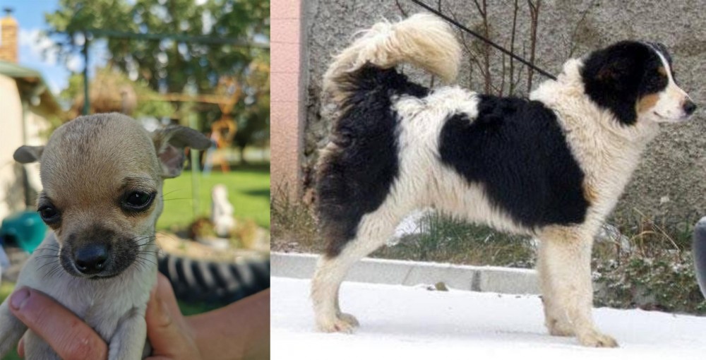 Tornjak vs Chihuahua - Breed Comparison